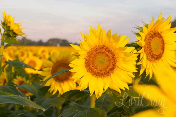 sunflowers lori craig008